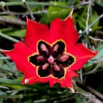 Petite fleur rouge au coeur juif. משושית חיננית